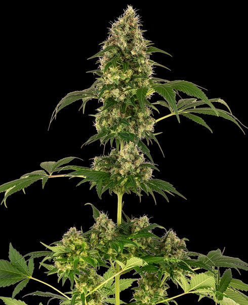 Sensi Seeds - Cobalt Haze
